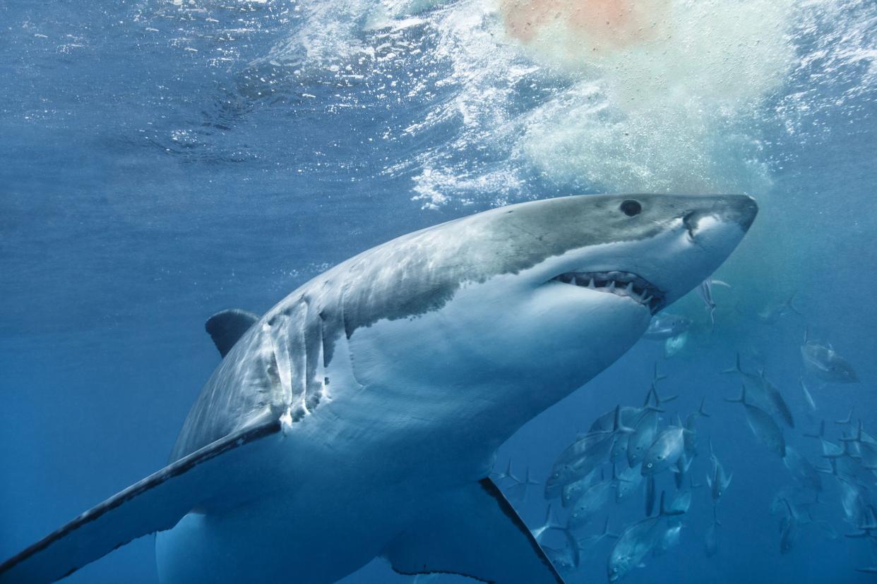 Great White Shark circling below a patch of blood in the water in the deep blue ocean. The shark looks ready to attack. In the background their are fish swimming around.