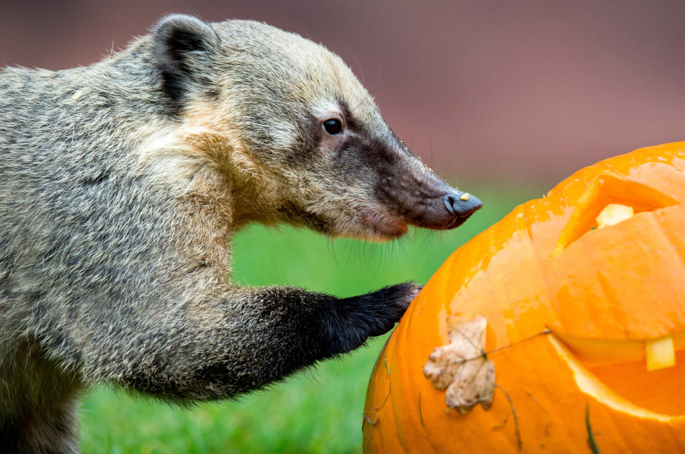 <p>A coati eats a pumpkin in the zoo in Hanover, Germany, Oct. 26 2017. (Photo: Hauke-Christian Dittrich/DPA via ZUMA Press) </p>