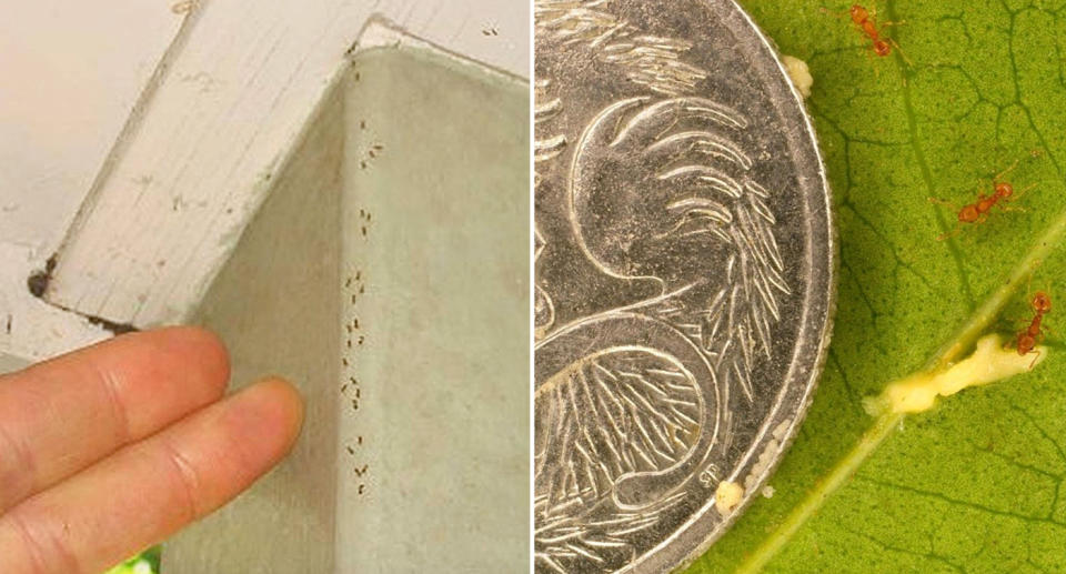 Left, Electric ants form a slow-moving trail on the side of a house. Right, an electric ant size comparison to 5 cent coin.