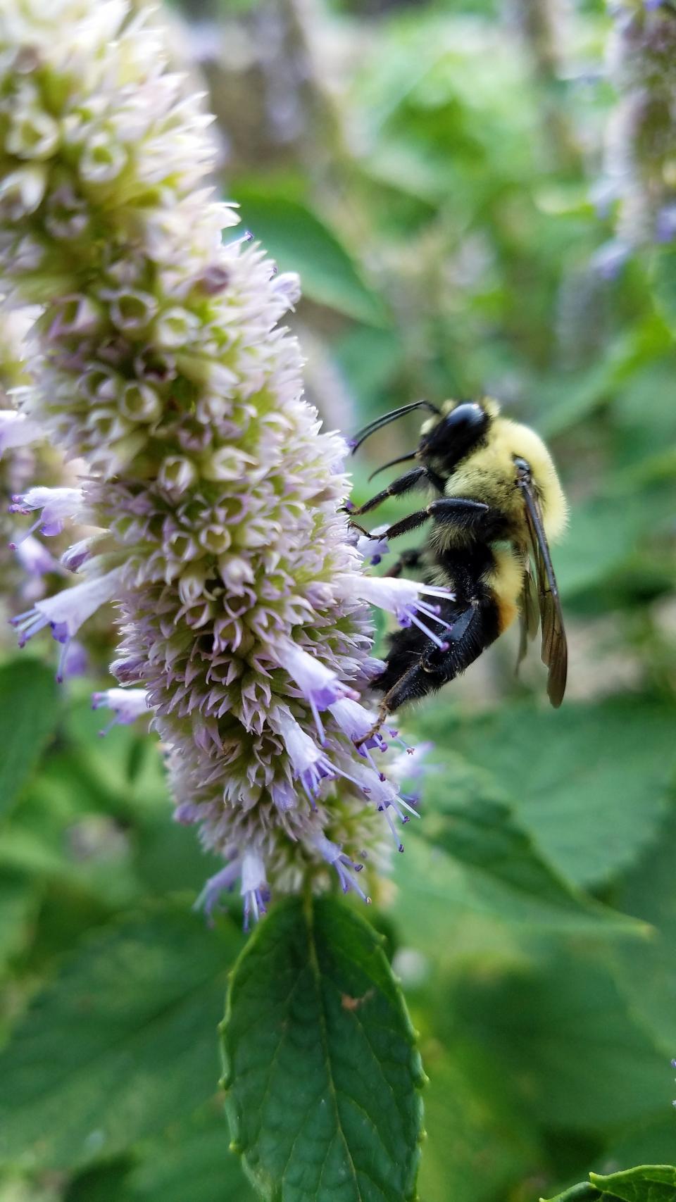 A bee feeds on an anise hyssop bloom.