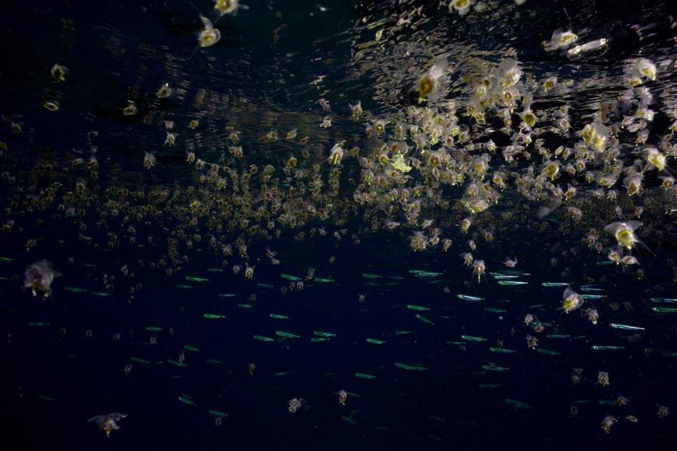 Israeli authorities encourage people to go and swim with the sea butterflies since it is such a rare experience.