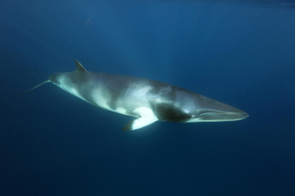 A minke whale