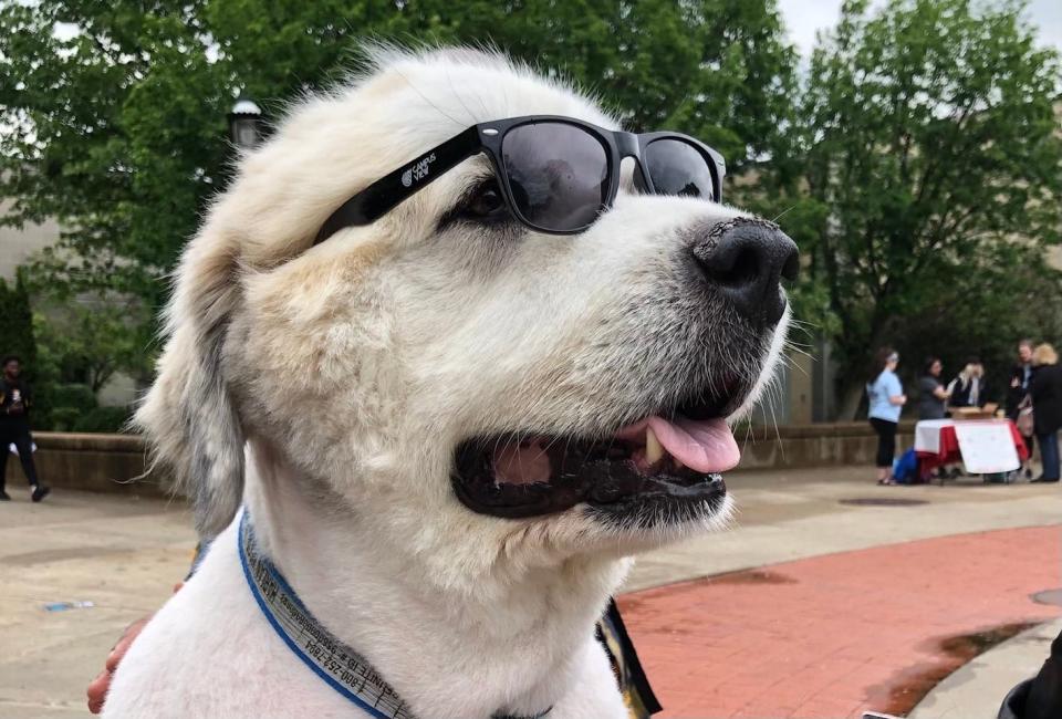 Harlan the dog enjoys some time in Speakers Circle during finals season in May 2019. Harlan, 11, passed away in Feb. 2023.