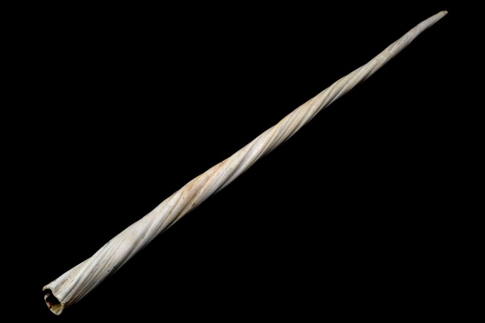 Narwhal tusk.