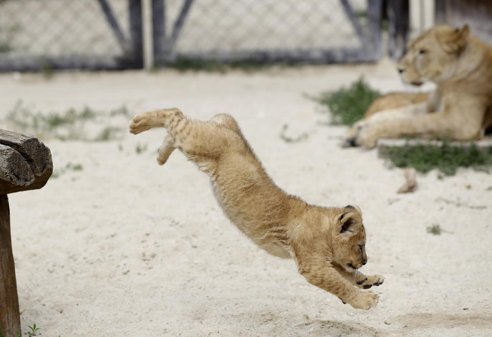 A Barbary lion cub jumps in its enclosure at the zoo in Dvur Kralove, Czech Republic, Monday, July 8, 2019. Two Barbary lion cubs have been born in a Czech zoo, a welcome addition to a small surviving population of a rare majestic lion subspecies that has been extinct in the wild. A male and a female that have yet to be named were born on May 10 in the Dvur Kralove safari park. (AP Photo/Petr David Josek)