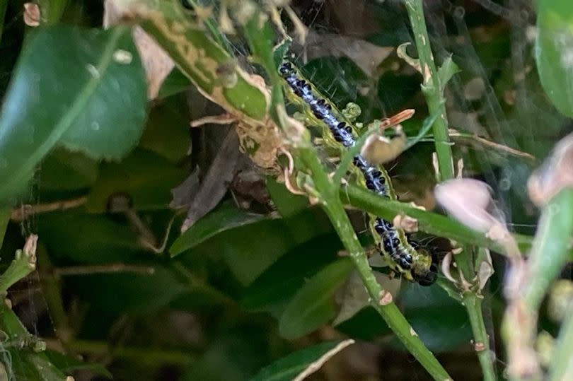 The caterpillars have been destroying garden plants