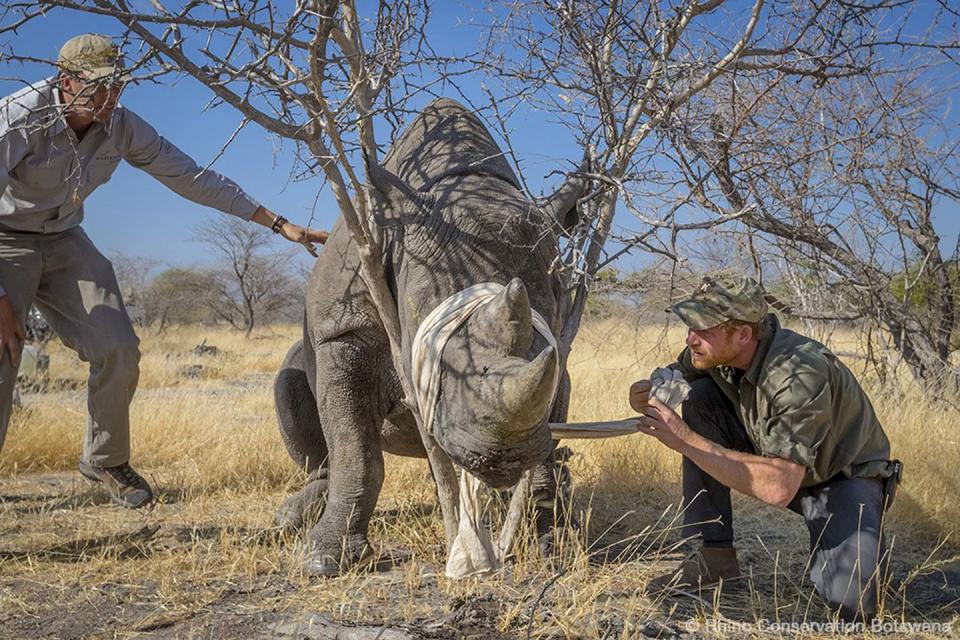 Photo credit: Rhino Conservation Botswana/Kensington Palace copyright: Getty Images - Getty Images