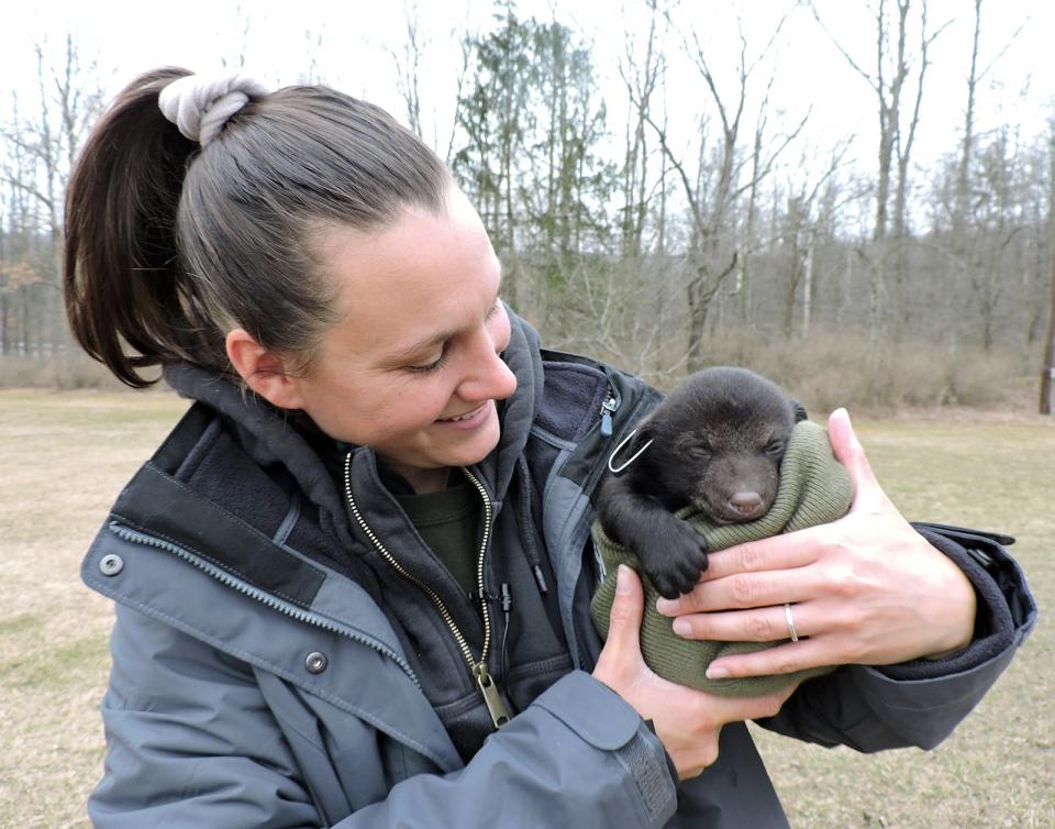 Emily Carrollo, Pennsylvania Game Commission black bear program manager, holds a cub March 3, 2023, at State Game Lands 108 in Cambria County.