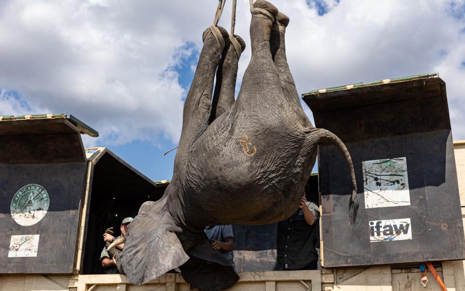 The hoisted up by airlifts as they were transported to their new home - Frank Weitzer