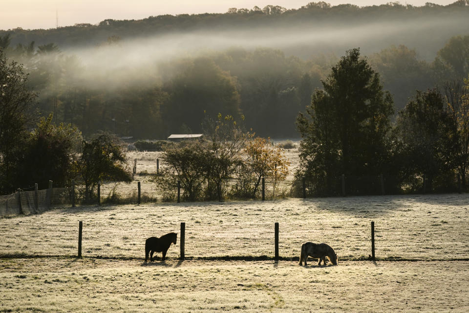 Animals graze on a frost cover field illuminated by the rising sun on an autumn morning in Doylestown, Pa., Thursday, Nov. 4, 2021. With Democrats still reeling from their worst off-year election since perhaps 2009, the political focus immediately shifts to a much more consequential midterm election season next year, when control of Congress and dozens more governorships will be decided. (AP Photo/Matt Rourke)