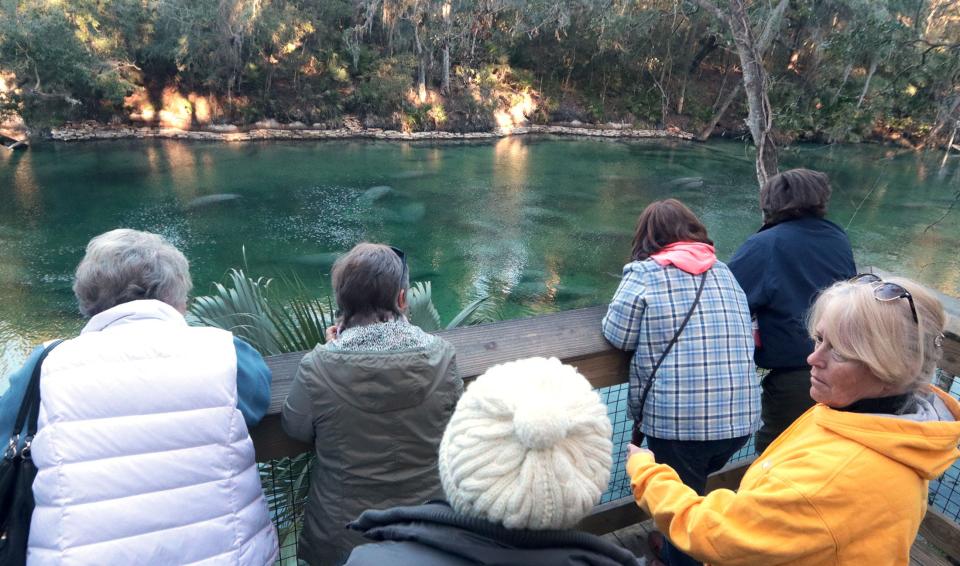 People gather to watch the manatees at one of the lookouts along the spring run boardwalk at Blue Spring State Park, Tuesday January 18, 2022 as cold weather has 663 manatees, todays count, seaking the warm 72 degree water of the spring.