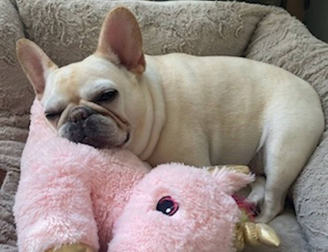 Berardo currently has Frenchie Bernice, who was rescued from a backyard breeder in Fort Lauderdale.