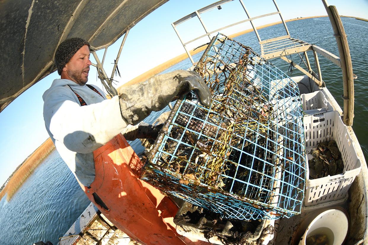 Joe Romano with Seaview Crab Co. in Wilmington, N.C. works his crab pots off of the Intracoastal Waterway behind Masonboro Island Thursday Dec. 7, 2023. Romano who is 44 years old helped to start Seaview Crab Co. in 2006. KEN BLEVINS/STARNEWS
