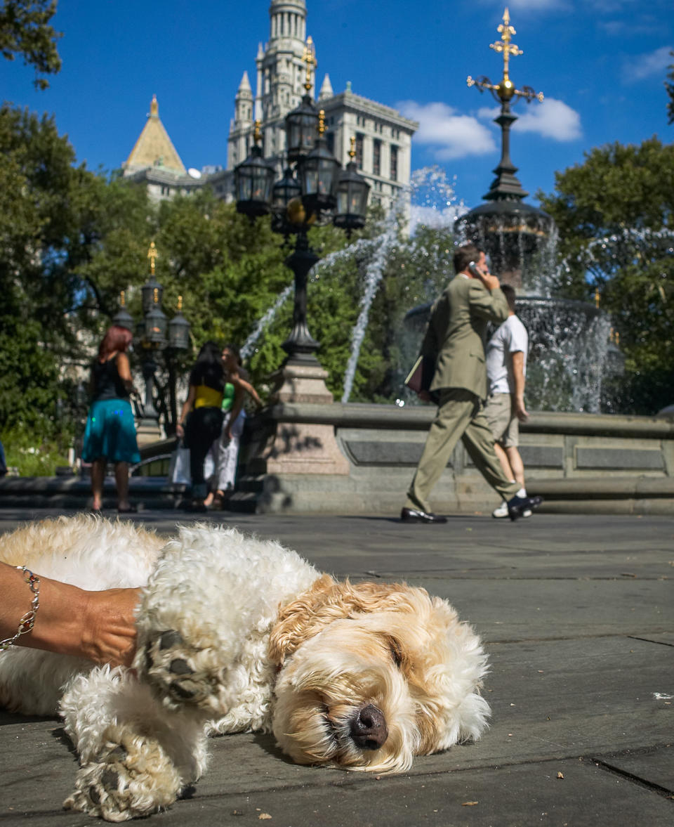 <p>Auch für einen Wheaten-Terrier-Pudel-Mischling kann der Big Apple etwas zu viel werden. Ein Nickerchen vor dem Rathaus sorgt für Entspannung. </p>