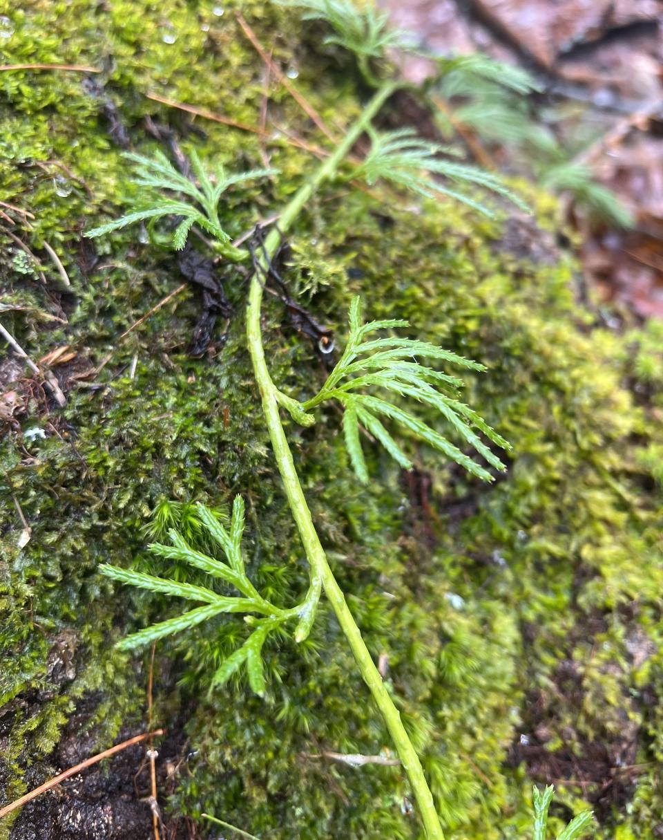 A patch of fan clubmoss grows at the Great Works Land Trust in southern Maine.