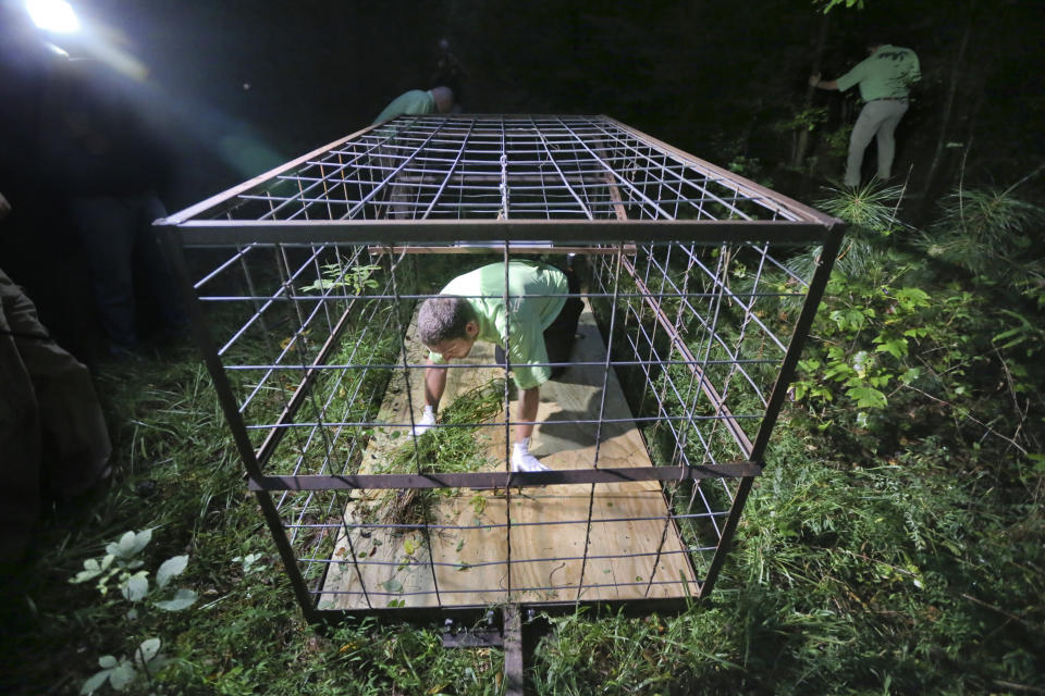 Northwest Exterminating's Wes Curtis prepares a trap with foliage and feed Thursday, Sept. 26, 2013, in Lithonia, Ga. Eight years into a U.S. program to control damage from feral pigs, the invasive animals are still a multibillion-dollar plague on farmers, wildlife and the environment. (John Spink/Atlanta Journal-Constitution via AP)