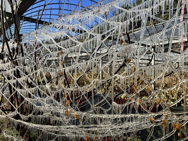 台中市和平區武陵農場在輻射冷卻效應下，5日清晨園區內的藤花園出現冰網景觀。（圖／武陵農場提供）