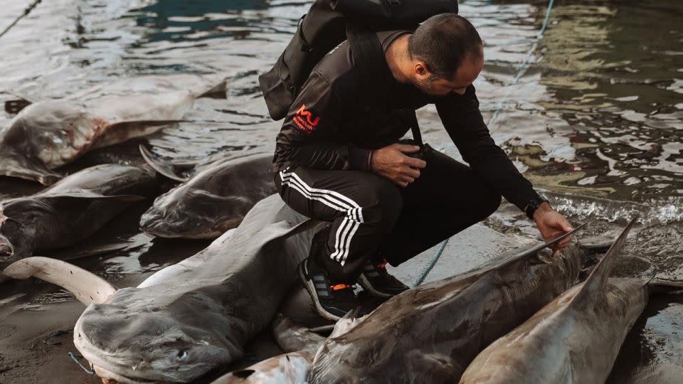 Marine scientist Diego Cardeñosa working with fisheries in South America to monitor shark catches. - Courtesy Diego Cardeñosa