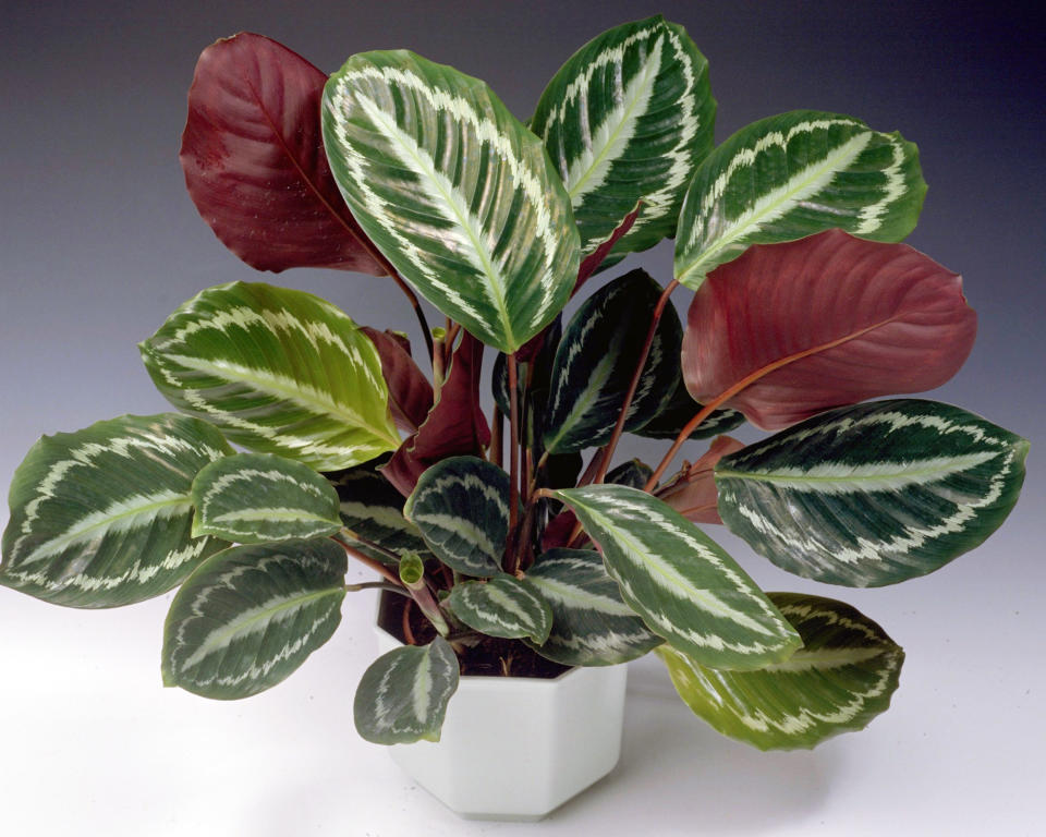 Calathea Picturata Vandenheckei houseplant