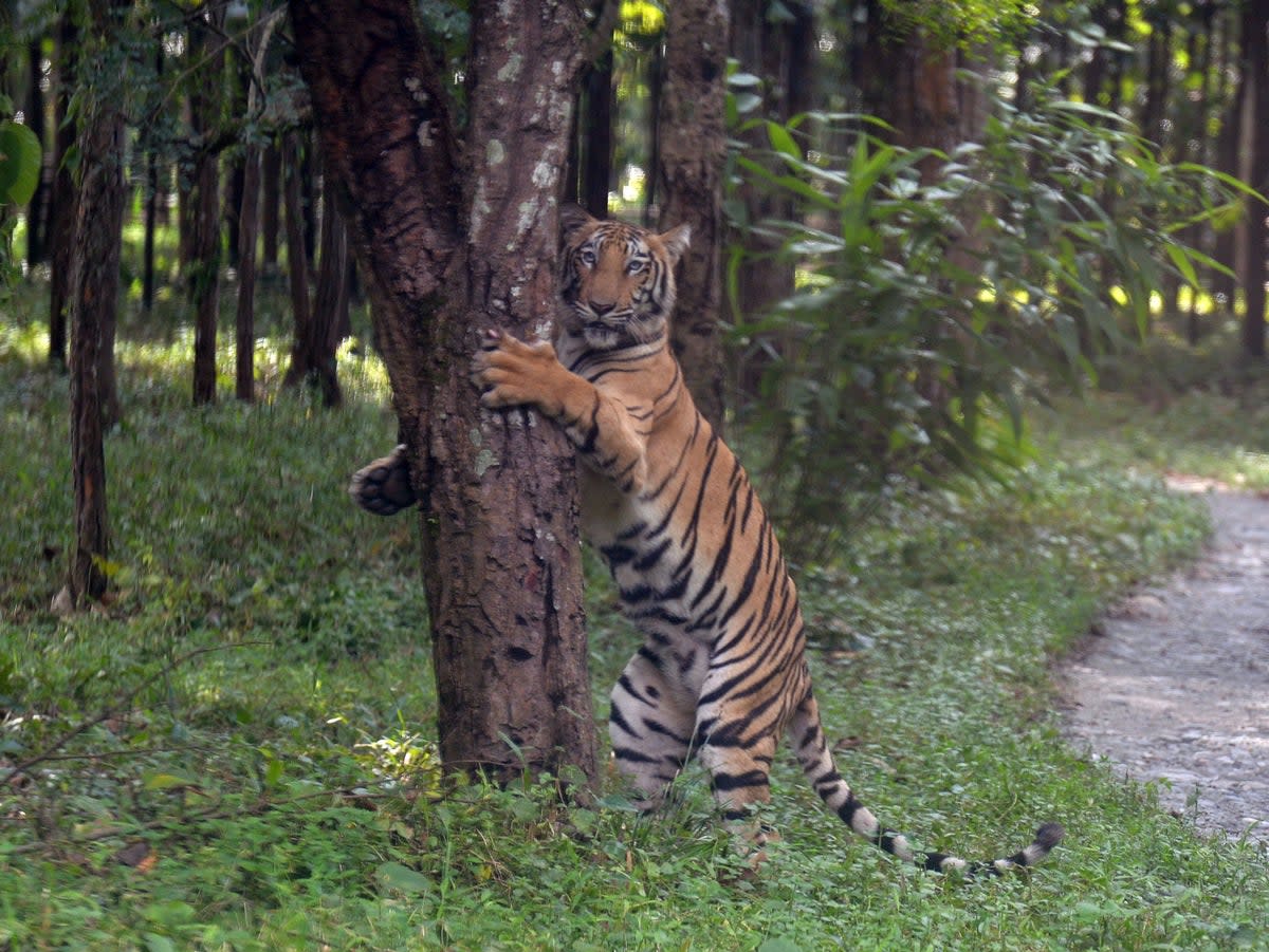 Experts believe that one of the world’s worst invasive plants, ‘lantana camara’, deteriorates the biodiversity of tiger reserves (AFP via Getty Images)