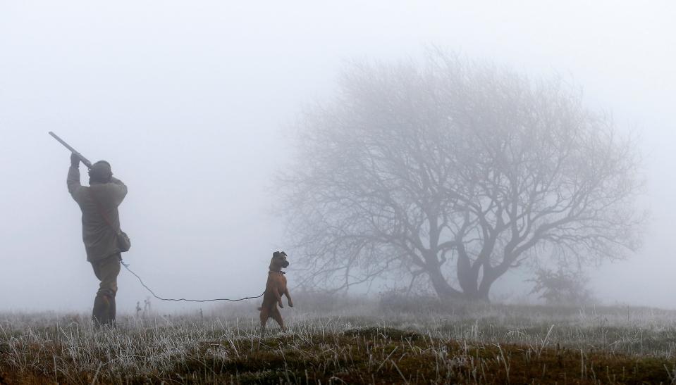 hunting shooting guns dogs pheasants