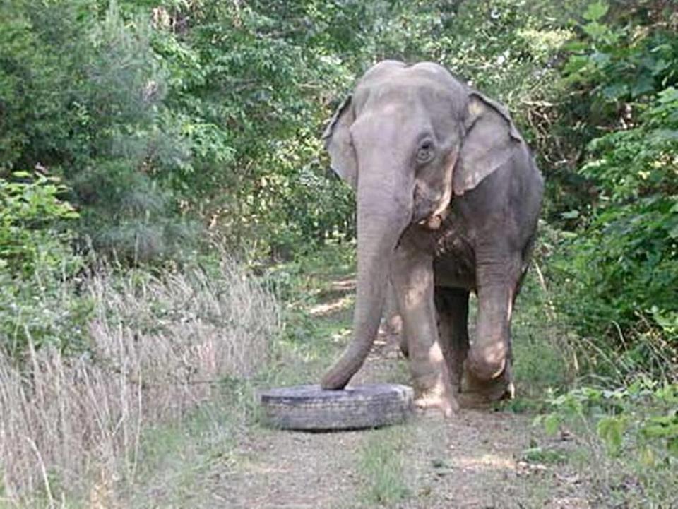 Sissy in 2006 at age 38, and tire. The elephant is now in a Tennessee sanctuary.