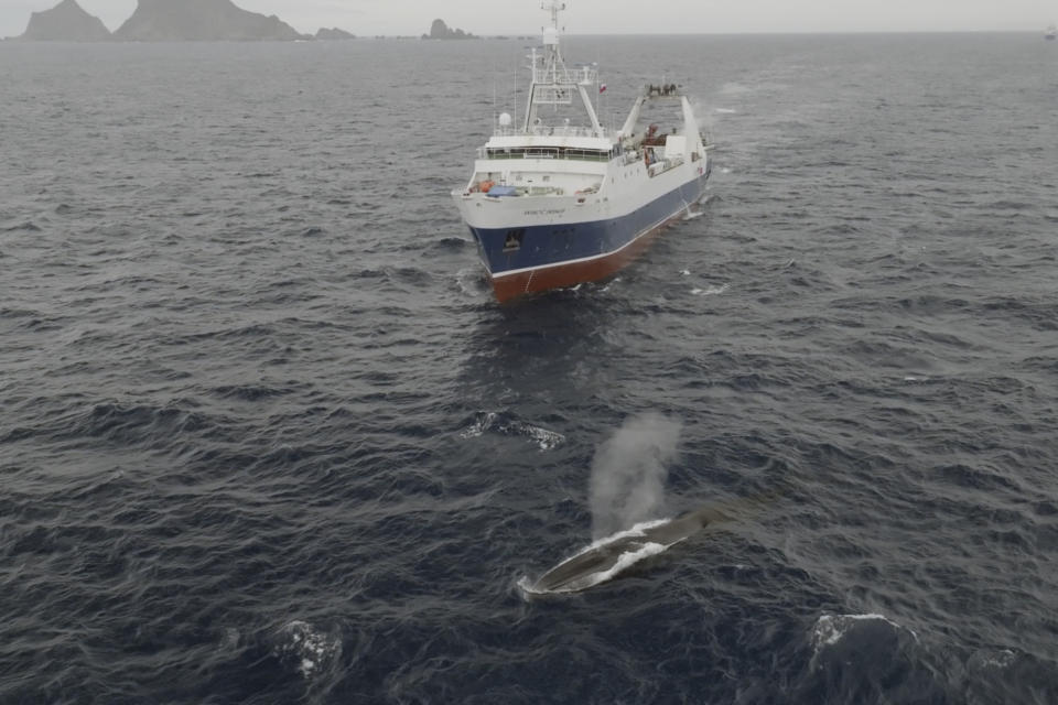 In this image from video provided by Sea Shepherd Global, the Norwegian Aker Biomarine's Antarctic Endeavour krill fishing ship sails near a whale in the Southern Ocean on March 6, 2023. While krill fishing is banned in U.S. waters due to concerns it could impact whales, seals and other animals that feed on the shrimp-like creatures, it’s been taking place for decades in Antarctica, where krill are most abundant. (Mika Van Der Gun/Sea Shepherd Global via AP)