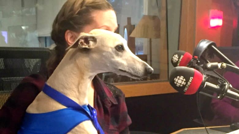 Whippet good boy: Calgary dog breaks own balloon-popping record