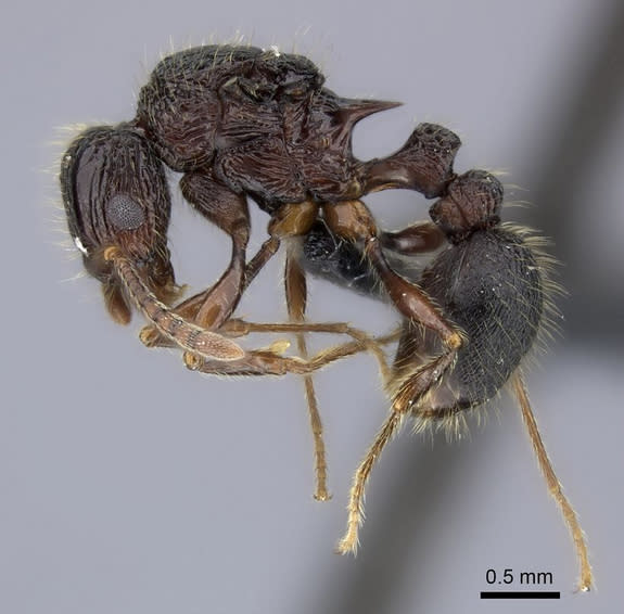 The force is strong with Tetramorium jedi, a Malagasy ant species described in 2012 in the journal Zootaxa, which inhabits lowland rainforests. The study's authors noted in their paper: "This new species is named after the fictional, noble, and