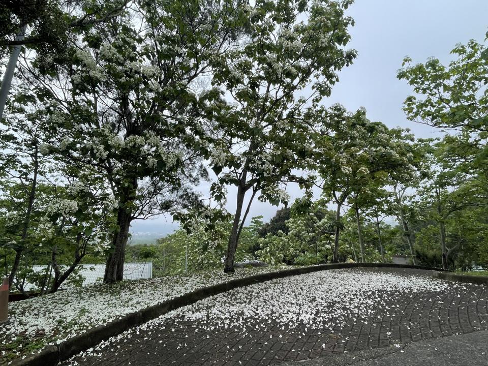 <strong>客家大院栽植上萬棵油桐樹，今年花況相當好，呈現「五月雪」夢幻美景。（圖／姜太公道場提供）</strong>