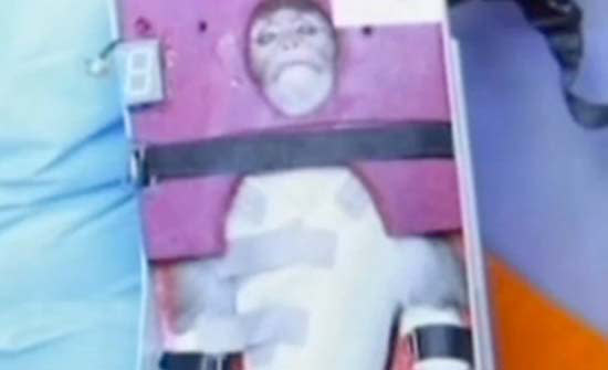 Iranian space officials announced Monday (Jan. 28, 2013) that they have successfully launched a live monkey into space.