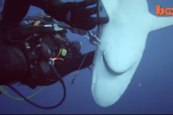 Brave Divers Remove Hooks From Sharks