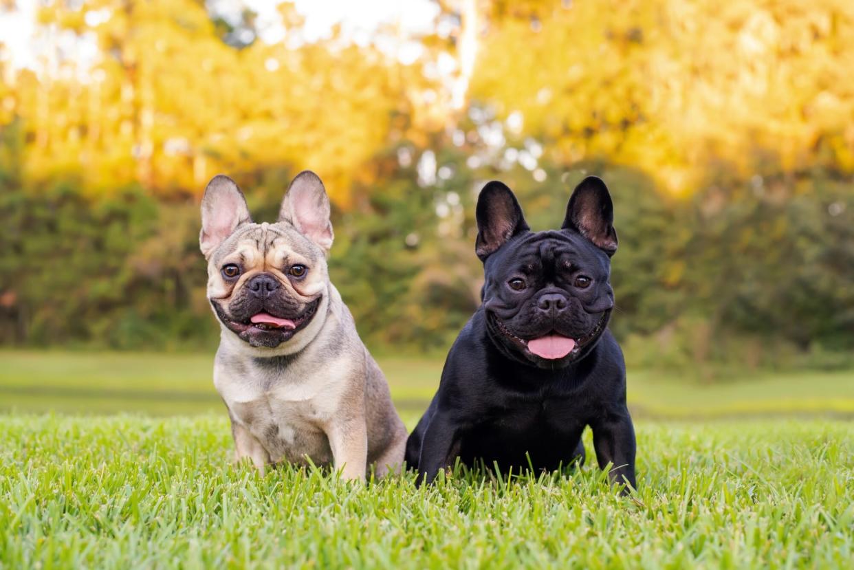 tan and black French bulldogs sit next to each other in grass