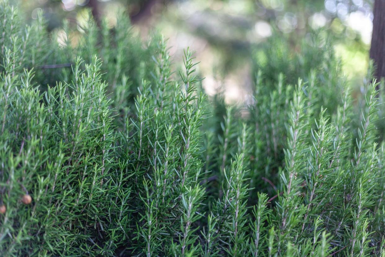 plants that repel bugs rosemary