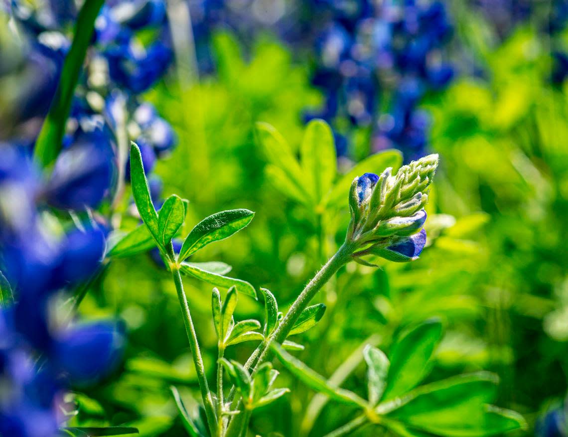 Bluebonnets are beginning to bloom across North Texas. This bud is about ready to breakout on a field in Granbury, an hour southwest of Fort Worth. Sunday, March 17, 2024.