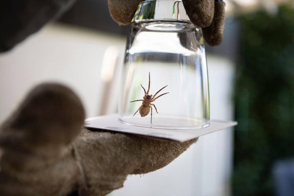 Person wearing gloves captures a spider safely in a glass with paper underneath. Source: Getty Images