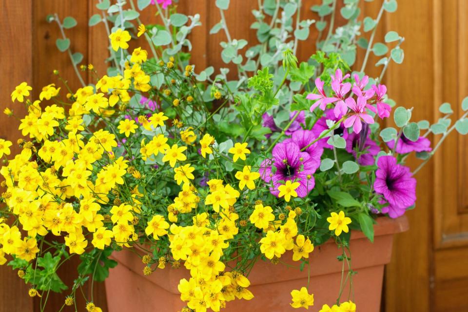 bidens ferulifolia   beautiful yellow flowers planted together with other plants in the pot, summer teracce