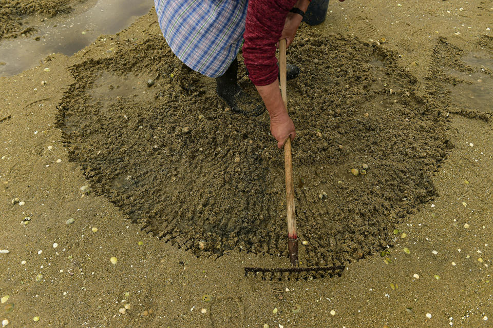 Clam digger Dolores Pazos, 62, uses a rake to remove the sand in the lower estuary of Lourizan in Galicia, northern Spain, Thursday, April 20, 2023. They fan out in groups, mostly women, plodding in rain boots across the soggy wet sands of the inlet, making the most of the low tide. These are the clam diggers, or as they call themselves, "the peasant farmers of the sea." (AP Photo/Alvaro Barrientos)