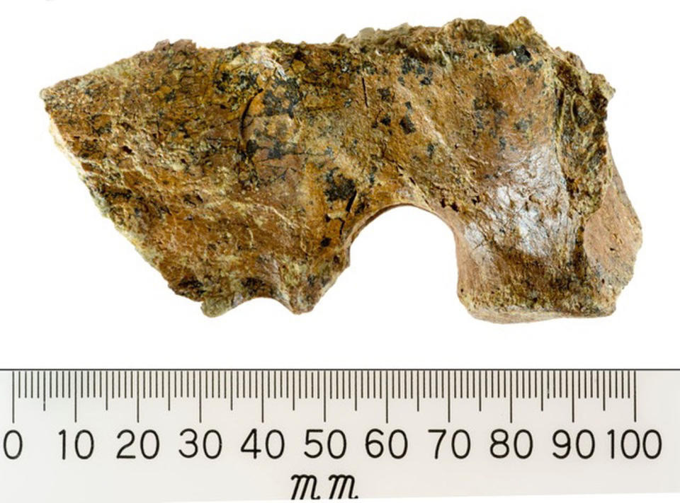 A side view of the ancient Malagasy dolphin vertebra. <cite>Ewan Fordyce</cite>
