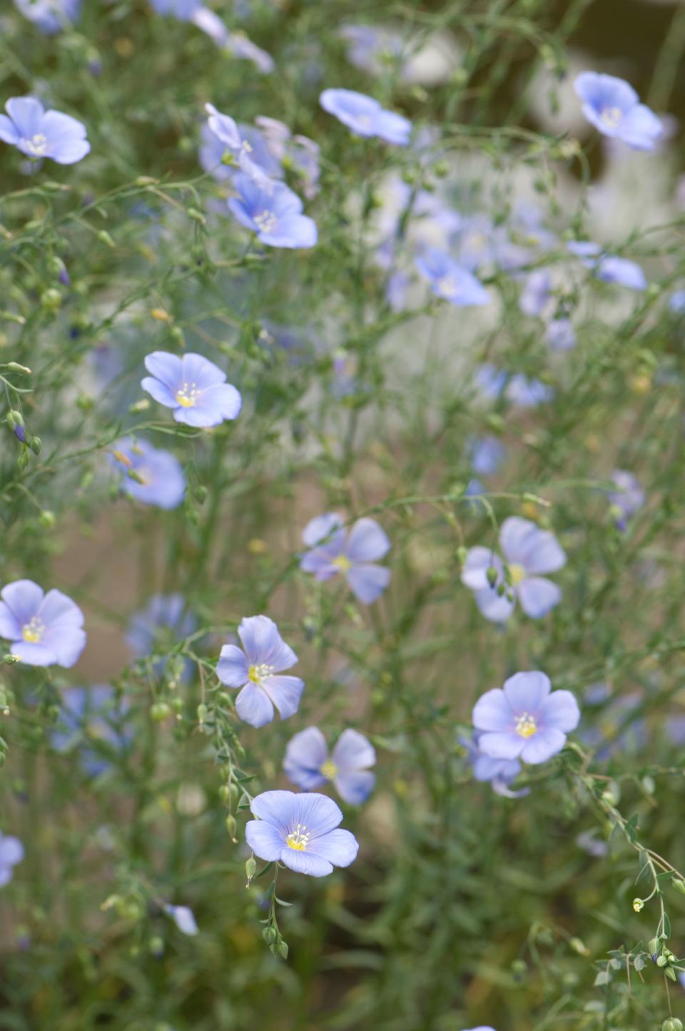 Spanish flax.