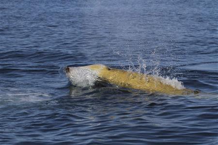 The head of an adult male Cuvier's beaked whale is pictured as it surfaces in this undated handout photo obtained by Reuters on March 26, 2014. REUTERS/Erin A. Falcone/Cascadia Research/Handout