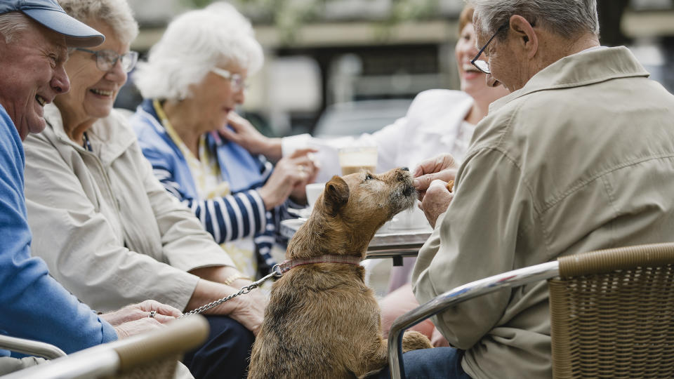 Group of seniors with dog