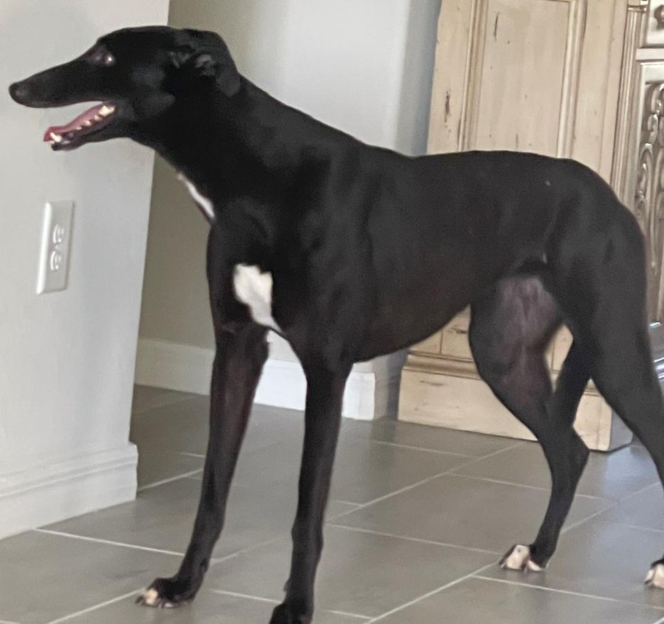 Black greyhound Ember is missing in Babcock Ranch.