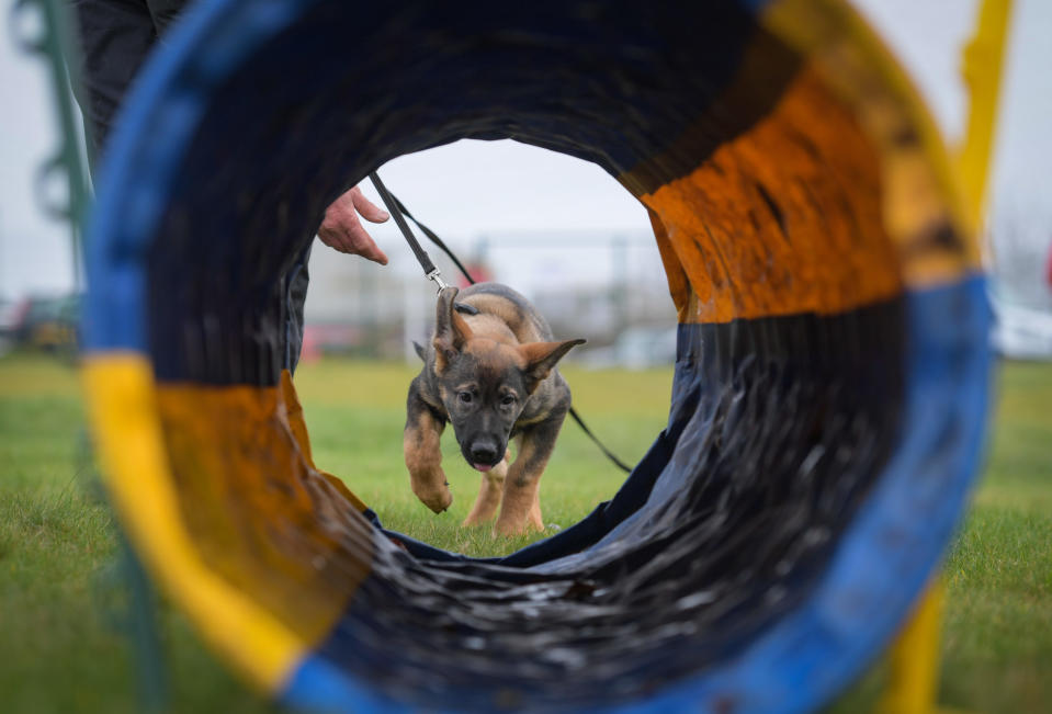 Schon als Welpen werden die Hunde für ihren Job ausgebildet – so wie auch Schäferhund Rex. - Copyright: Finnbarr Webster/Getty Images