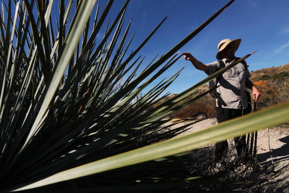 Matt Smith in a floppy hat points out a spiky chaparral yucca plant.