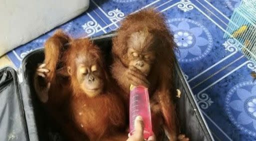 A Malaysian man tried to smuggle more than 5 animals, including two baby orangutans, into Thailand. Source: AFP