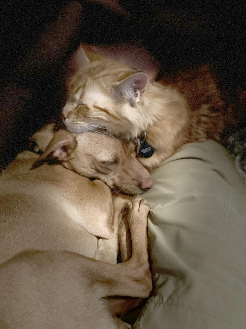 Nicole nennt ihre beiden Haustiere "unzertrennlich" - die Fotos belegen dies eindrücklich (Bild: Caters News)