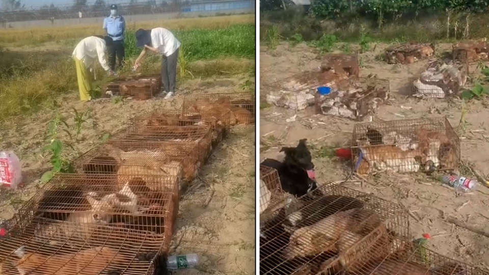 Two images showing cages filled with dogs lined up after they were removed from a truck.