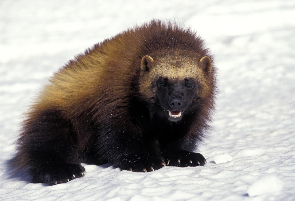 North American wolverine in Canada / Credit: slowmotiongli/iStockphoto/Getty Images