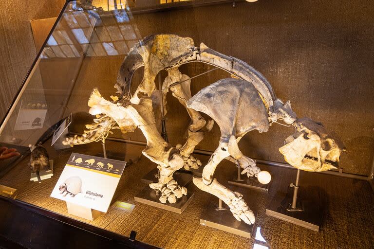 Uno de los ejemplares exhibido en el Museo de Ciencias Naturales de La Plata permite conocer a estos integrantes de la megafauna prehistórica del sur americano, que pesaban unos 300 kilos y medían unos 2 metros de largo